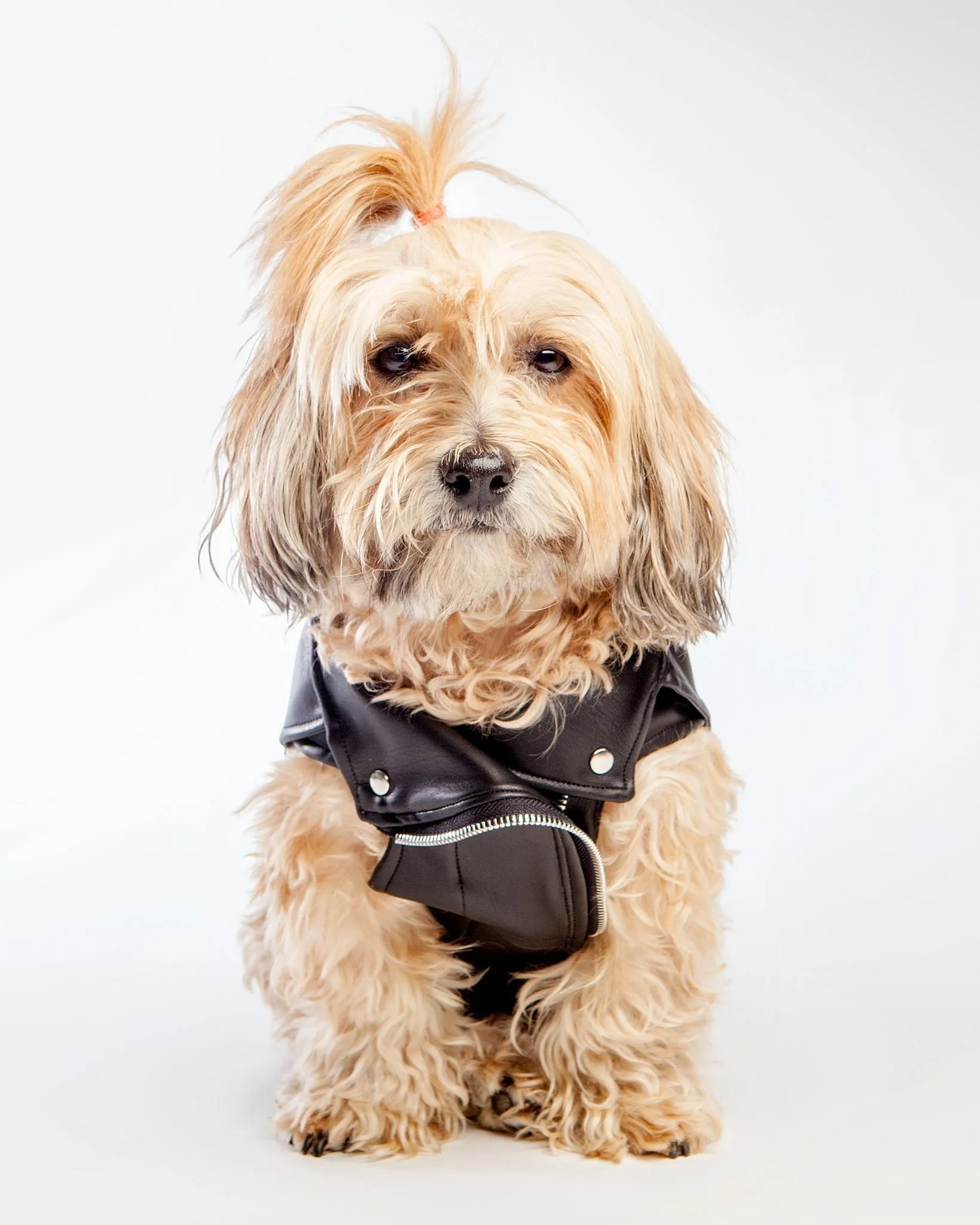 Vegan Leather Moto Vest for Dogs